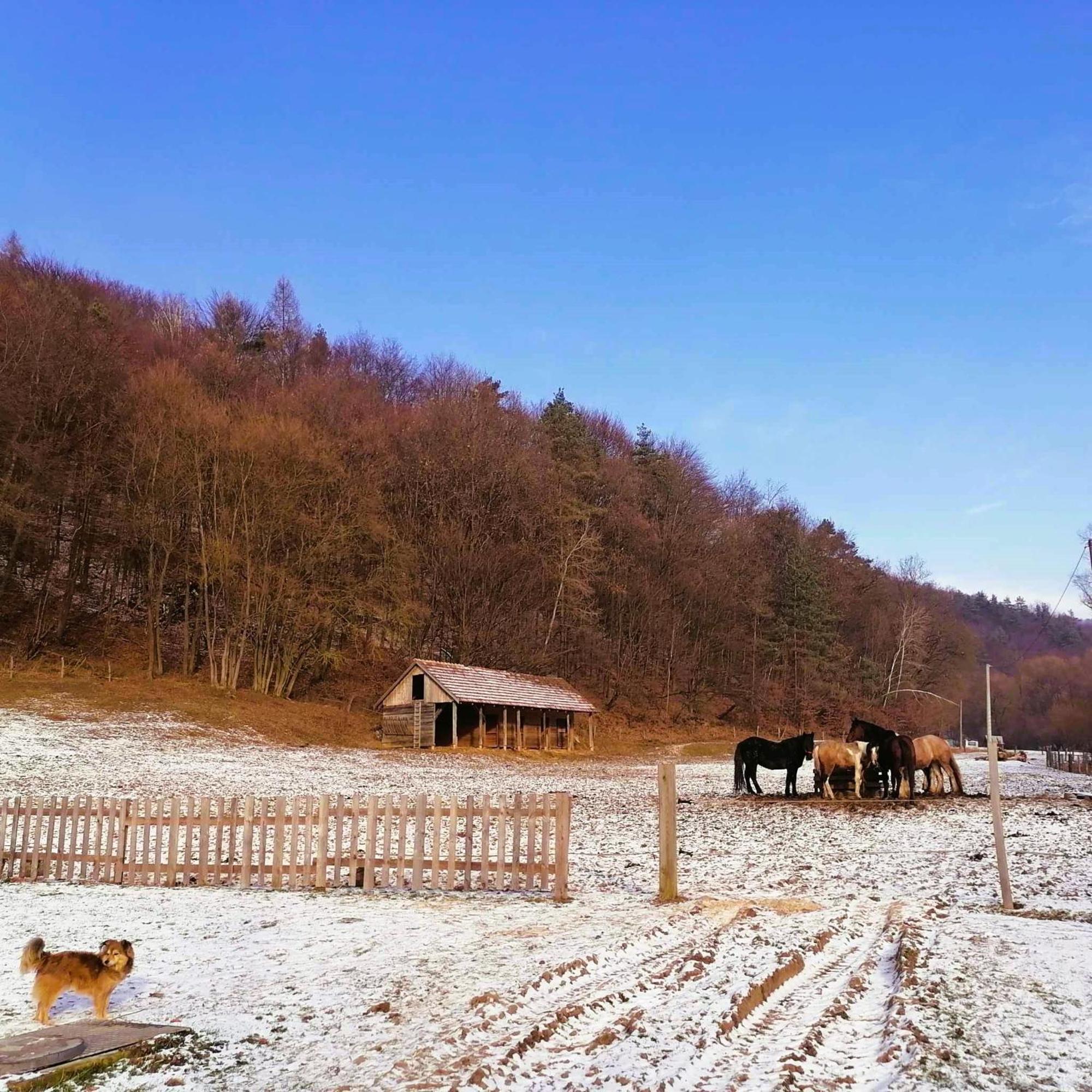 Oddychovy Pobyt Na Rodinnej Farme Matiaska Exteriér fotografie