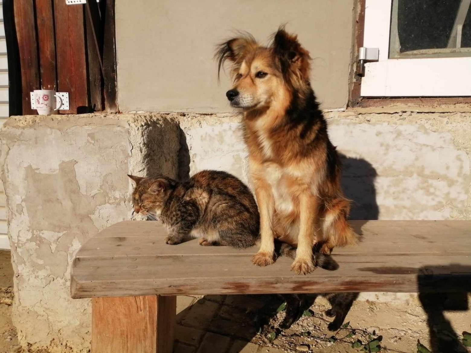 Oddychovy Pobyt Na Rodinnej Farme Matiaska Exteriér fotografie